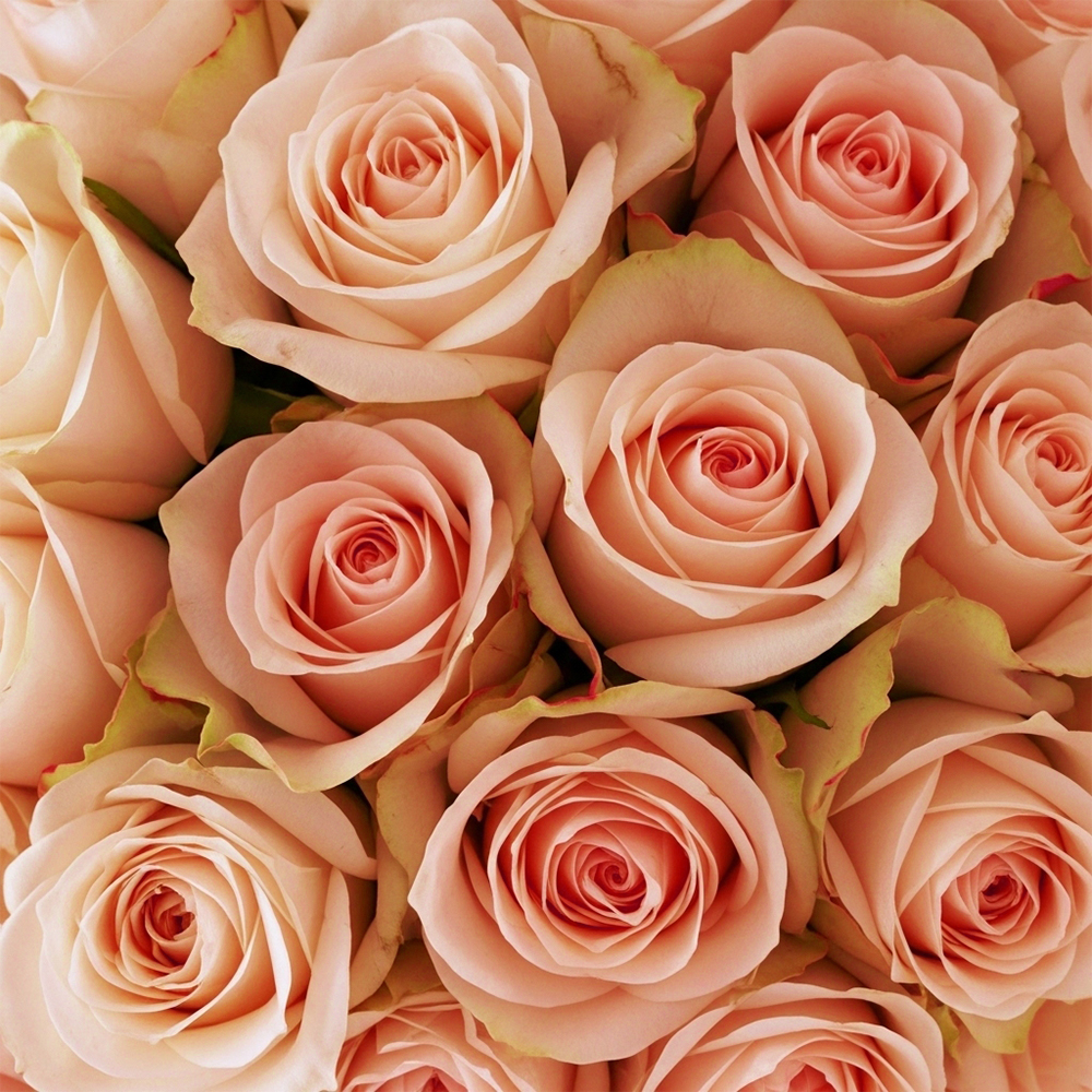 Peach Roses Phoenix