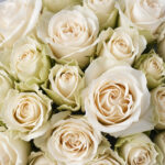 Cream & Sandy Roses Vendela
