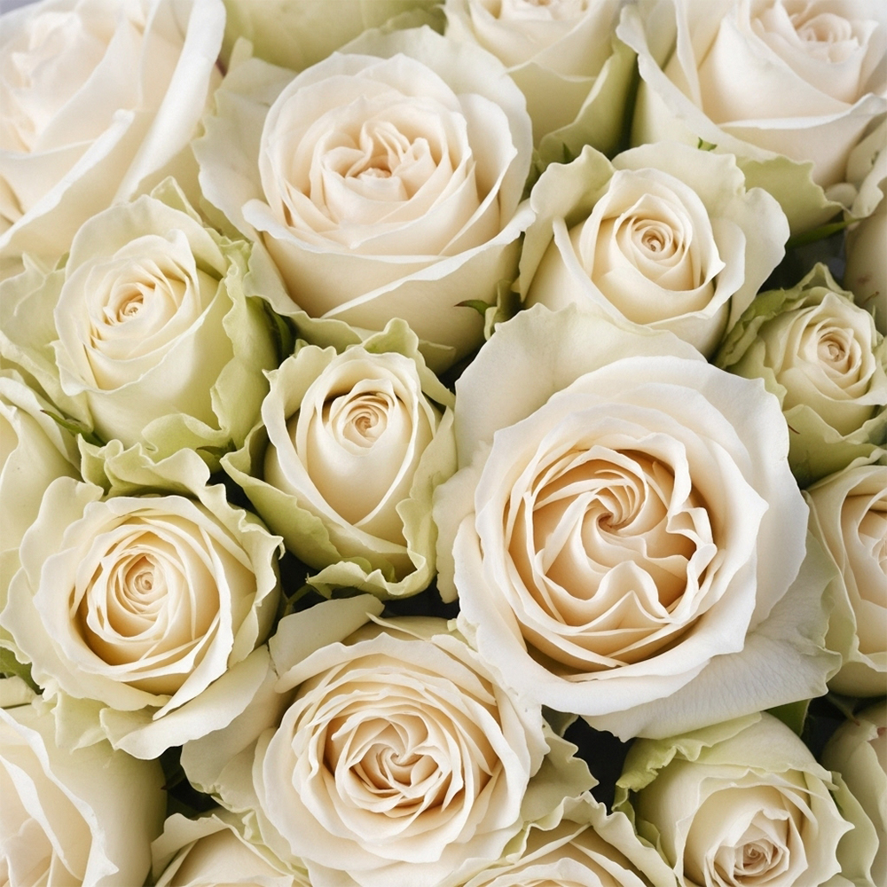 Cream & Sandy Roses Vendela
