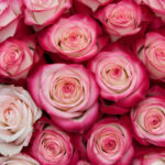 Lavender Roses Deep Purple