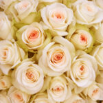 Pink Roses Frutteto