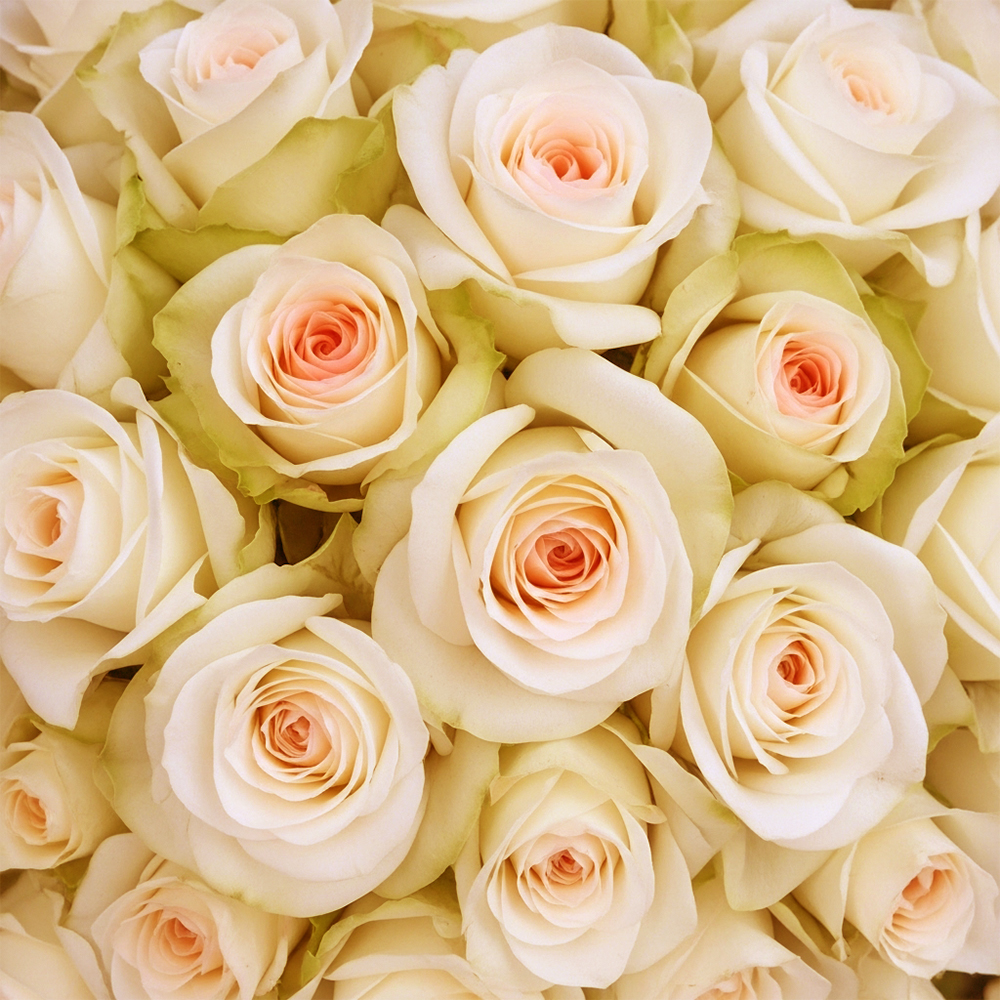 Pink Roses Frutteto