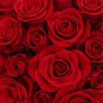 Red Roses Freedom