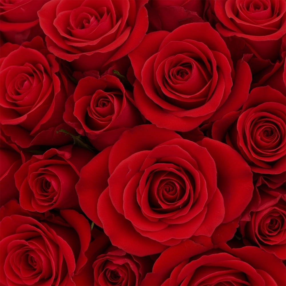 Red Roses Freedom