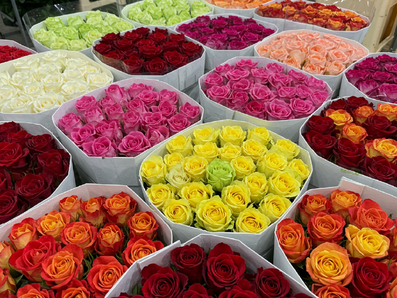 MidWorld-Andean-Flowers-Ecuador-About-Us-Vision MidWorld-Andean-Flowers-Ecuador-About-Us-Vision