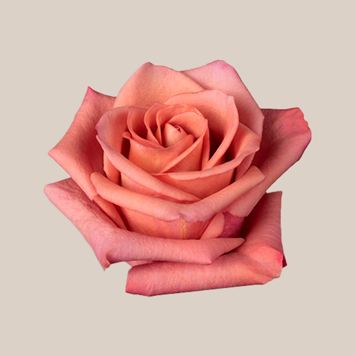 Roses for Women's Day Flor